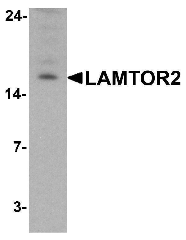 Western blot analysis of LAMTOR2 in HepG2 cell lysate with LAMTOR2 antibody at 1 μg/ml
