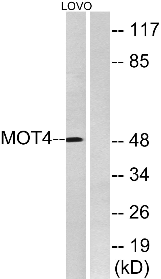 a05510 slc16a3 primary antibodies wb testing 1