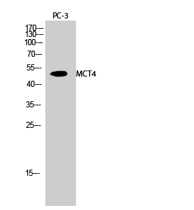a05510 slc16a3 primary antibodies wb testing 2