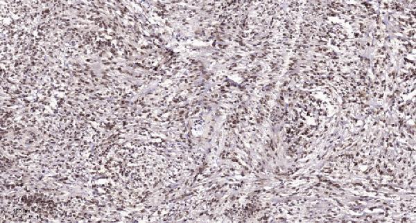 a05511 1 taf4 primary antibodies ihc testing 1