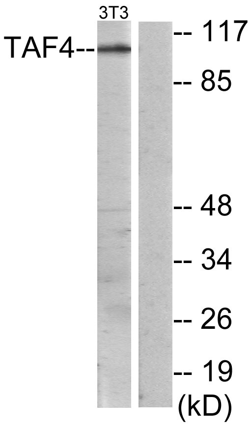 a05511 1 taf4 primary antibodies wb testing 2