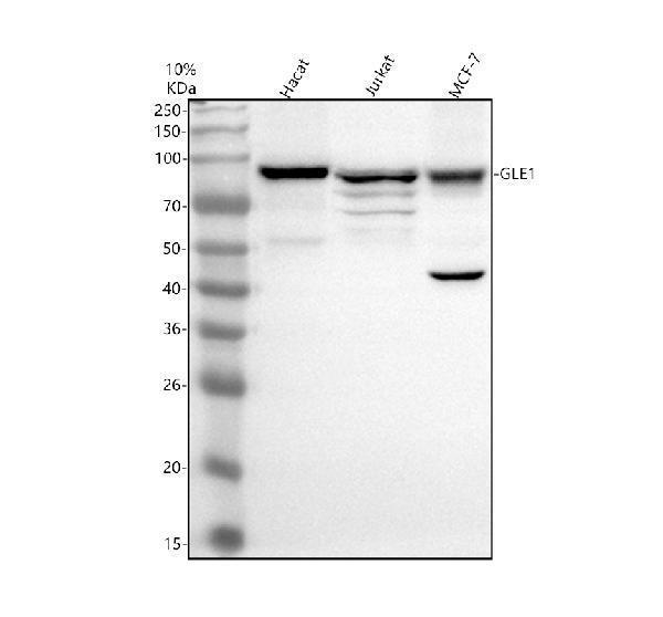 Western blot analysis of GLE1 using anti-GLE1 antibody (A05512-1)
