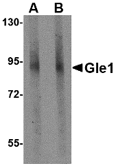 Western blot analysis of Gle1 in mouse brain tissue lysate with Gle1 antibody at (A) 1 and (B) 2 μg/mL