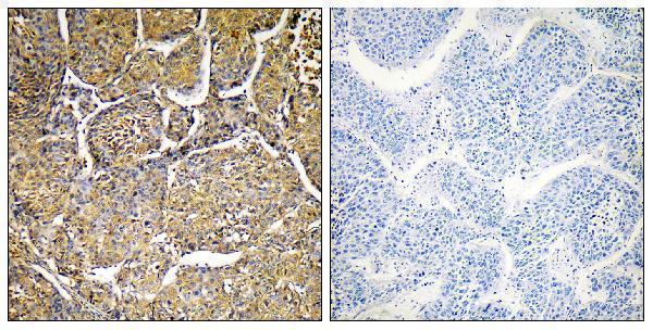 a05518 1 cyp8b1 primary antibodies ihc testing 1
