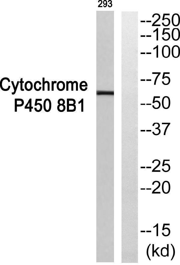 a05518 1 cyp8b1 primary antibodies wb testing 3