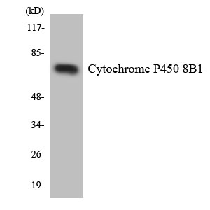 a05518 1 cyp8b1 primary antibodies wb testing 4