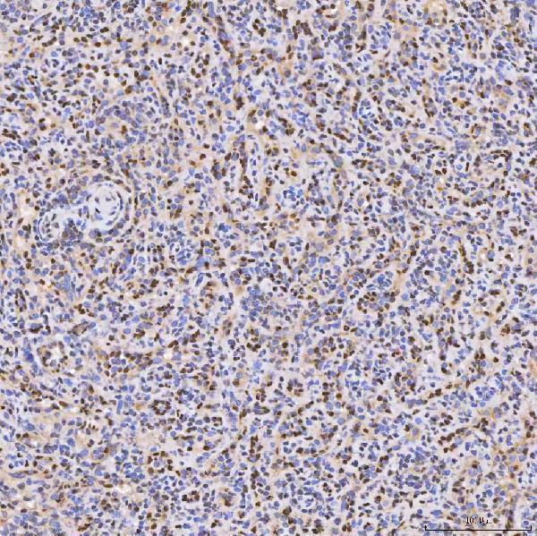 a05519 2 smox primary antibodies ihc testing 10