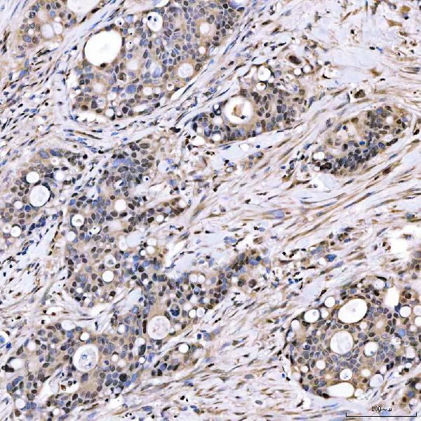 a05519 2 smox primary antibodies ihc testing 3