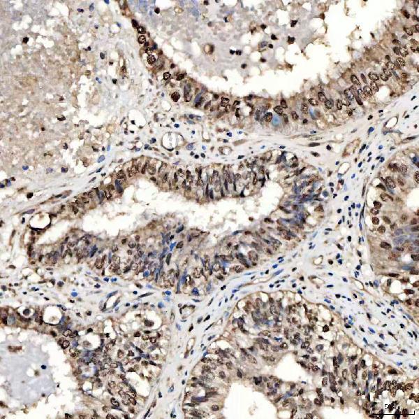 a05519 2 smox primary antibodies ihc testing 4