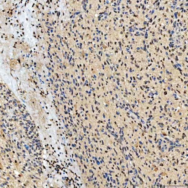 a05519 2 smox primary antibodies ihc testing 5