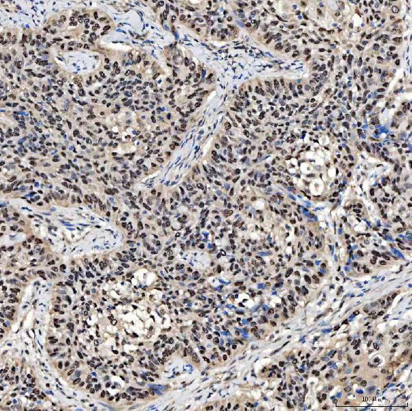 a05519 2 smox primary antibodies ihc testing 6