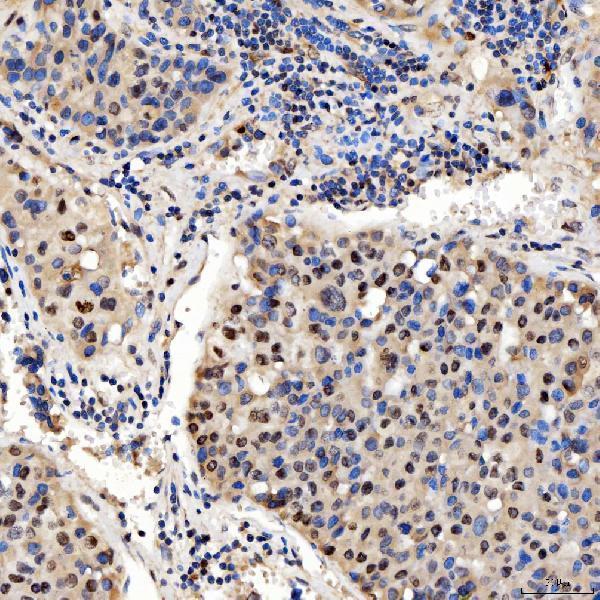 a05519 2 smox primary antibodies ihc testing 7