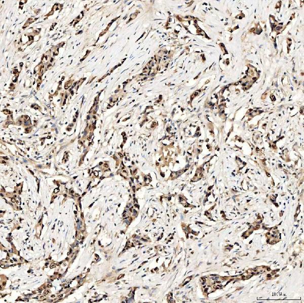 a05519 2 smox primary antibodies ihc testing 8
