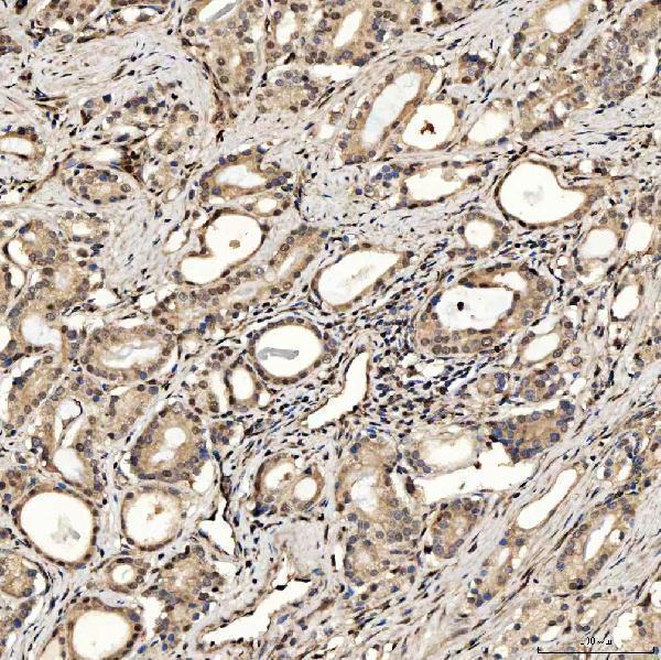 a05519 2 smox primary antibodies ihc testing 9