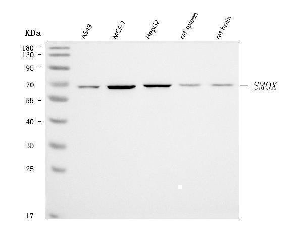  Western blot analysis of SMOX using anti-SMOX antibody (A05519-2)