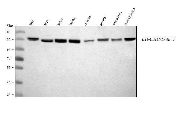 a05520 2 eif4enif1 primary antibodies wb testing 1