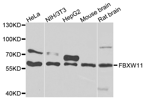 a05523 1 fbxw11 primary antiboties wb testing 1