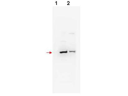 a05523 fbxw11 primary antibodies wb testing 1