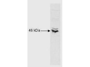 Western Blot of Rabbit Anti-RFX5 antibody