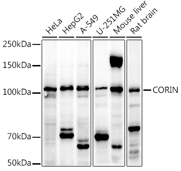 a05528 corin primary antiboties wb testing 1