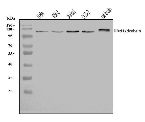  Western blot analysis of Drebrin/DBN1 using anti-Drebrin/DBN1 antibody (A05530-1)