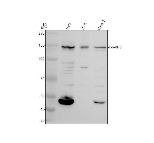 a05531 2 diaph3 primary antibodies wb testing 1