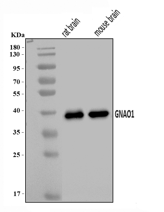 a05532 2 gnao1 primary antibodies wb testing 1