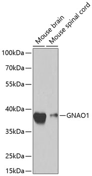 a05532 gnao1 primary antiboties wb testing 1