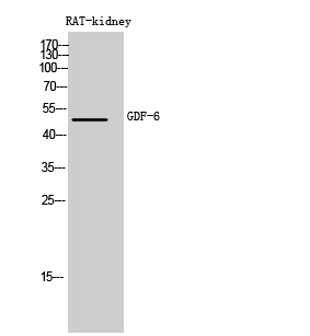 a05536 gdf6 primary antibodyes wb testing 1