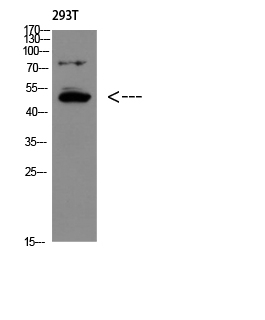 a05536 gdf6 primary antibodyes wb testing 2