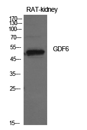 a05536 gdf6 primary antibodyes wb testing 3