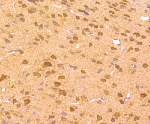 Immunohistochemical analysis of paraffin-embedded mouse brain tissue using anti-Zic1 antibody