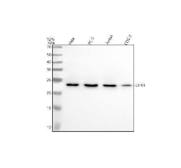 Western blot analysis of EIF4H using anti-EIF4H antibody (A05539-1)