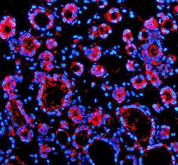 a05543 1 ufm1 primary antibodies if testing 1