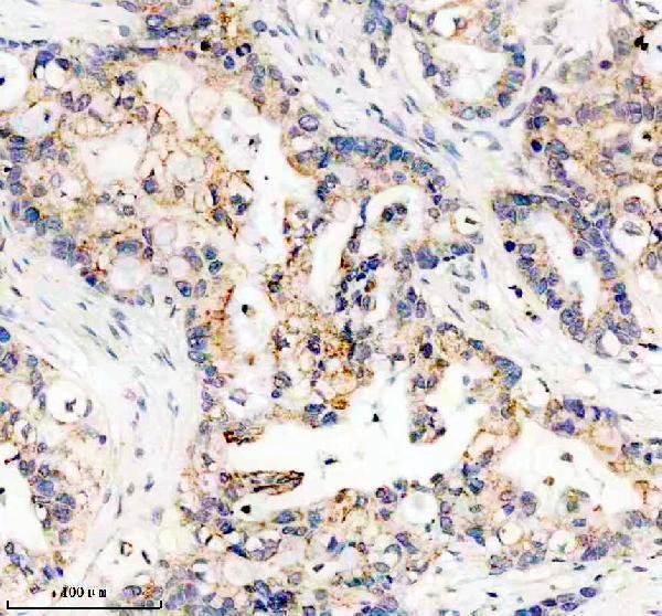 IHC analysis of UFM1 using anti-UFM1 antibody (A05543-1)