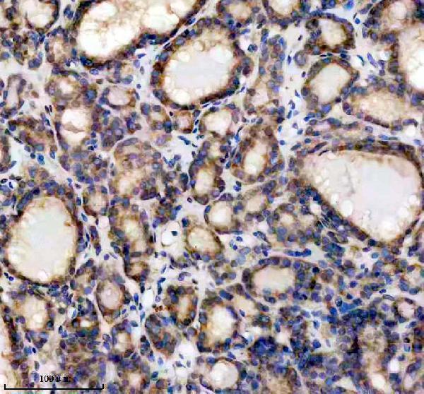 IHC analysis of UFM1 using anti-UFM1 antibody (A05543-1)
