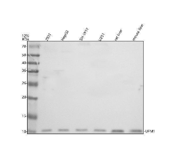 Western blot analysis of UFM1 using anti-UFM1 antibody (A05543-1)