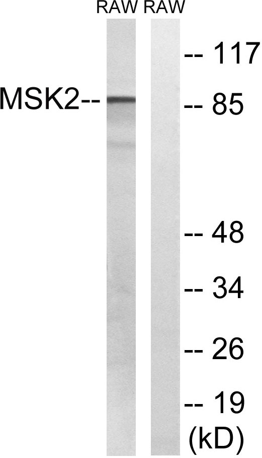 a05545 1 rps6ka4 primary antibodies wb testing 2