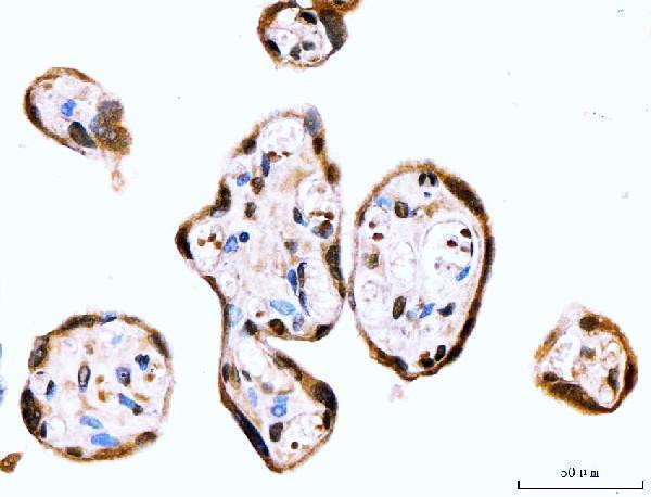a05545 2 rps6ka4 primary antibodies ihc testing 5