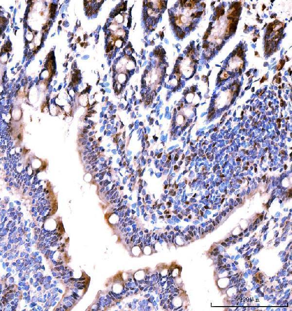a05545 2 rps6ka4 primary antibodies ihc testing 8