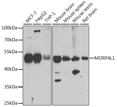 a05547 1 morf4l1 primary antiboties wb testing 1