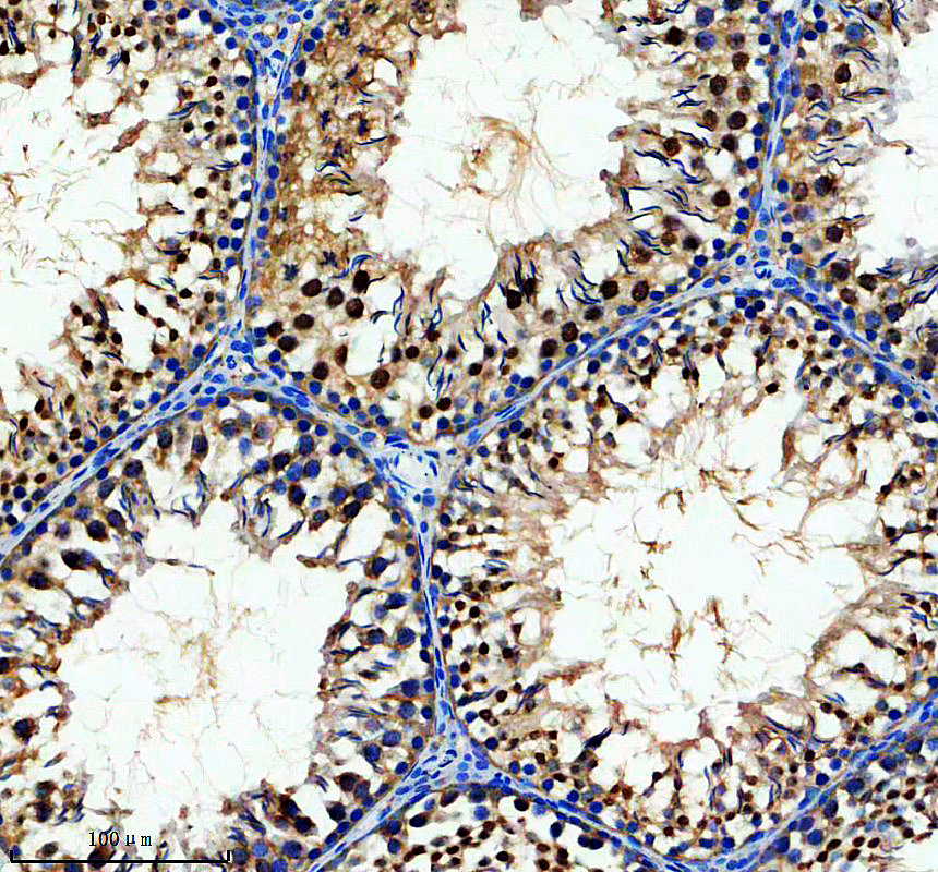 a05547 2 morf4l1 primary antibodies ihc testing 2