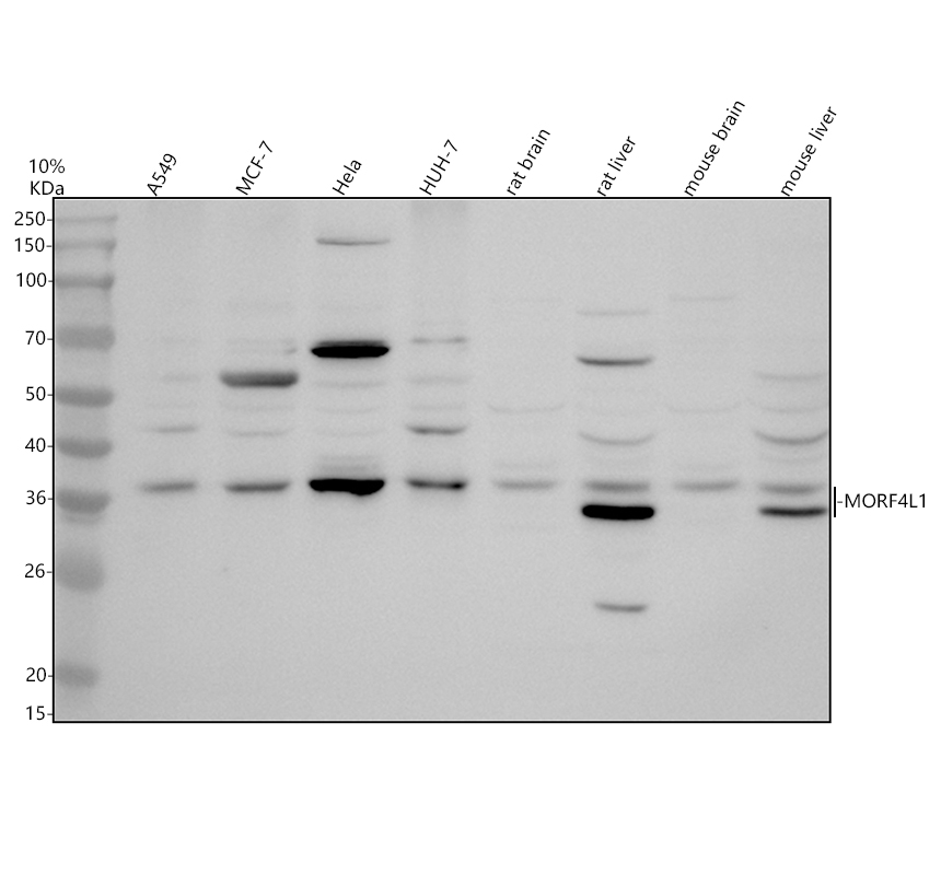 a05547 2 morf4l1 primary antibodies wb testing 1