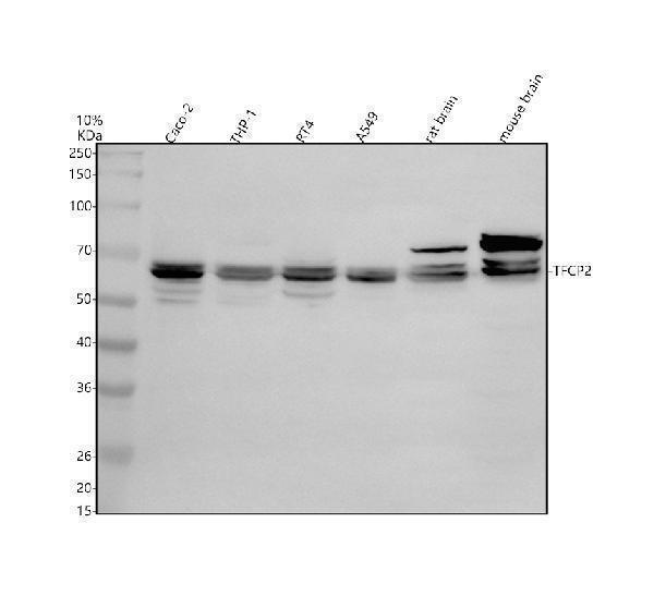 a05548 1 tfcp2 primary antibodies wb testing 1