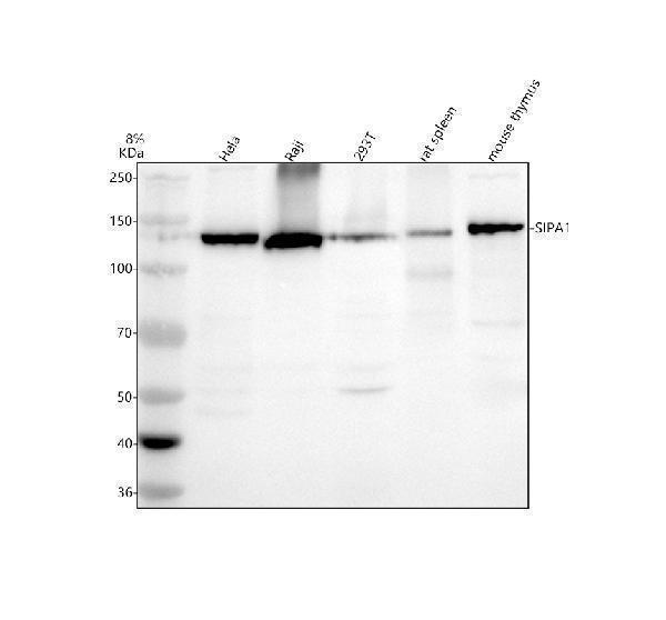 a05549 2 sipa1 primary antibodies wb testing 1