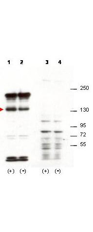 a05549 sipa1 primary antibodies wb testing 2