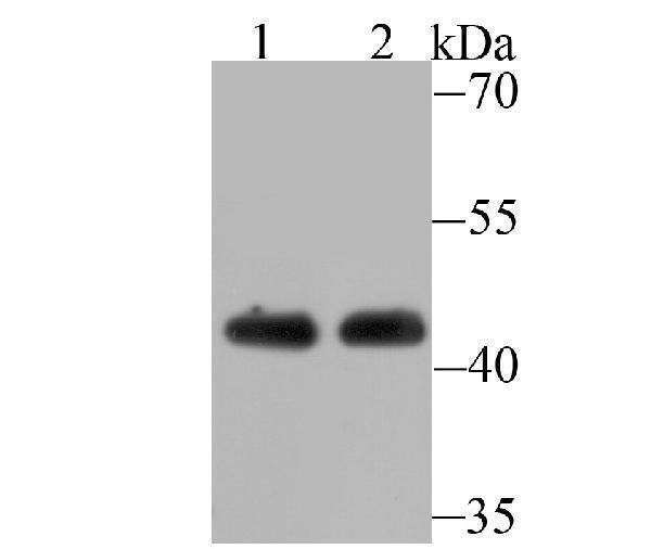 Western blot analysis of ACTL6A on Jurkat cell(1) and mouse brain tissue(2) lysate using anti-ACTL6A antibody at 1/500 dilution