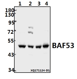 a05553 actl6a primary antiboties wb testing 1