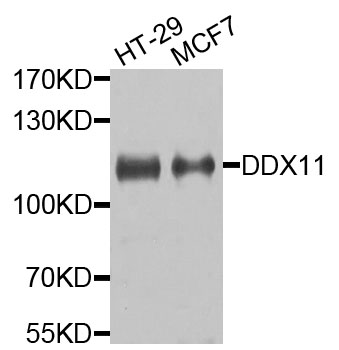 a05554 ddx11 primary antiboties wb testing 1