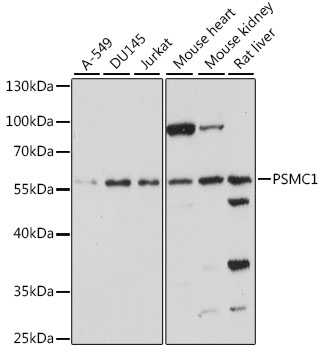 Western blot analysis of extracts of various cell lines, using PSMC1 antibody  at 1:1000 dilution